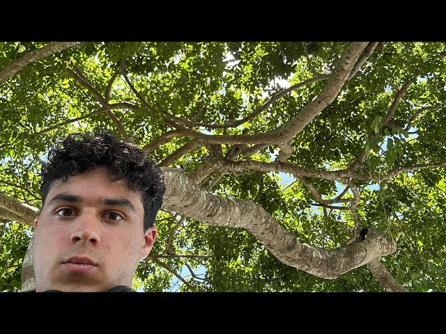 People have forgotten how to learn. Let me use a tree to show how easy it is.