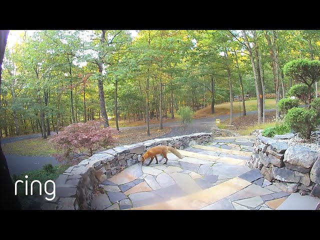 Ring Video Doorbell Pro Finds Out Who's Been Taking The Morning Paper | RingTV