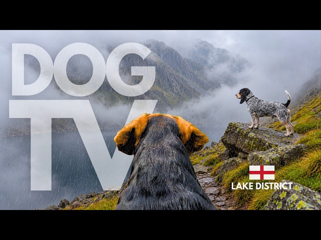 TheDogCam | 10hrs of Mountain Lake Virtual Dog Walks Through Mist & Rain 🐾⛰️ Dog POV