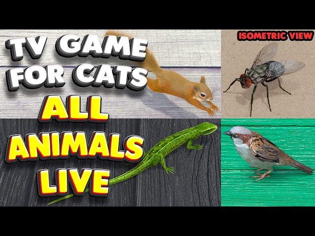 Cat TV | ALL Animals 4k LIVE | 60FPS | New Lizard, Bird, Insect, Rodent every 3 min