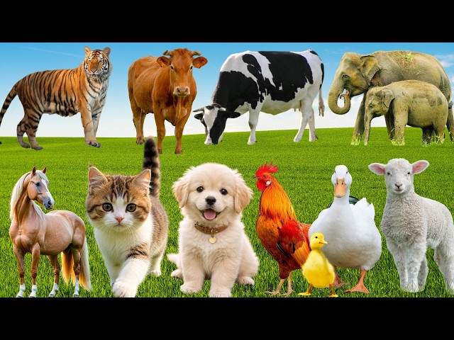 🌿 Charming Farm Animal Videos: Horse, Piglet, Cow, Sheep, Duck, Cat & Dog – Calm Countryside Sounds