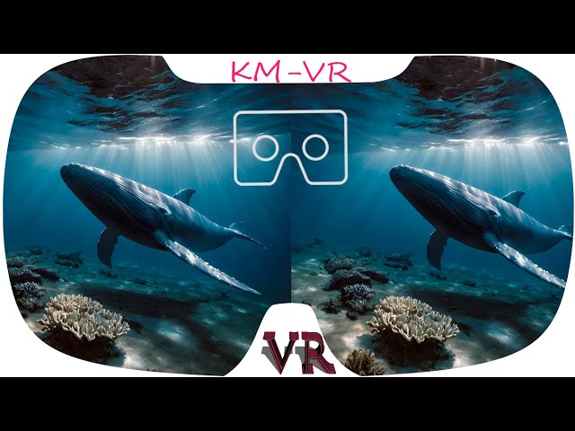 Face to Face with a Massive Whale: 4K 3D VR Experience 3D VR VIDEOS  4K