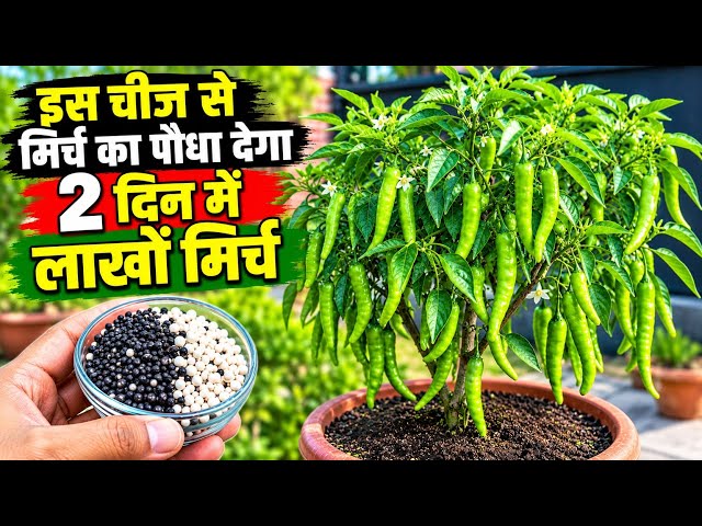 मिर्च का पौधा को तेजी से बढ़ाने का टॉप सीक्रेट उपाय/chilli plant care
