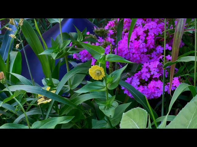 Our Apartment Garden From Seed to Harvest 2025