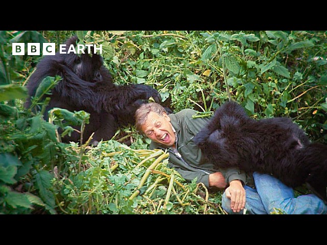 Attenborough's Extraordinary Gorilla Encounter | Making Life on Earth | BBC Earth