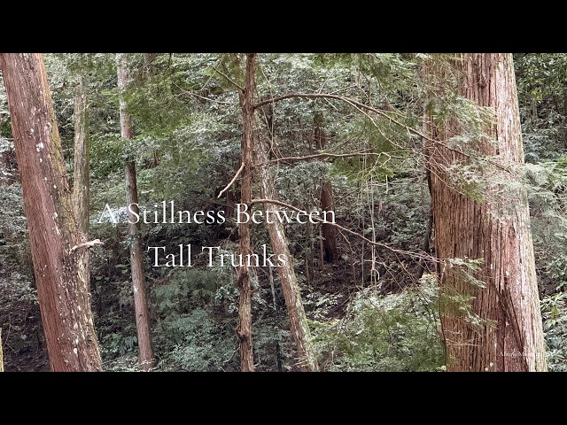 【Japanese Drone Ambient Music】A Stillness Between Tall Trunks | Japan Air Sketches — Episode 64