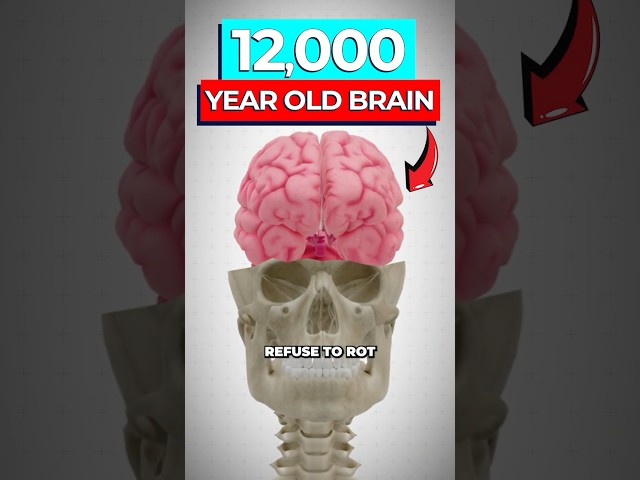 Scientists Discover Why Brains Never Rot