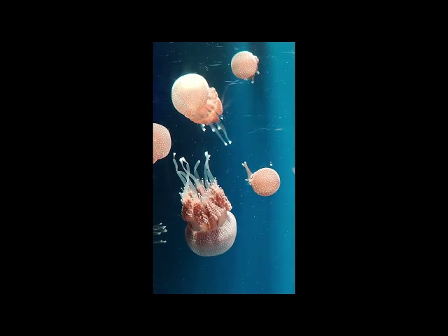 Deep Ocean:  Relaxing Ocean scopes | BBC Earth