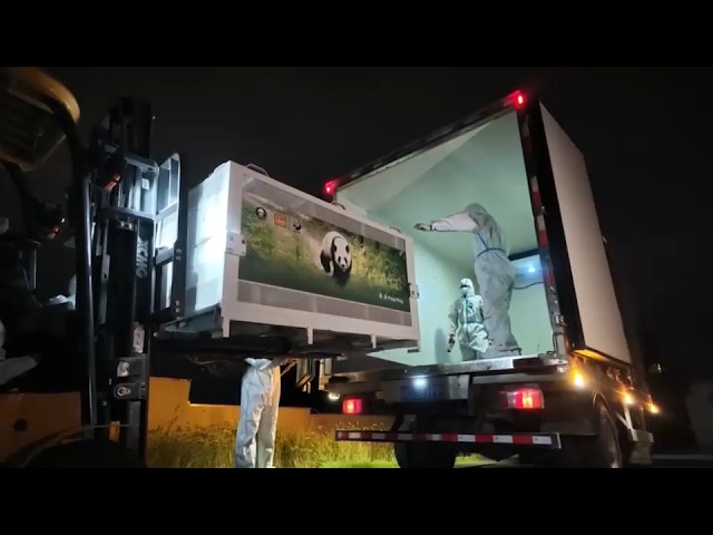 Giant pandas Ping Ping and Fu Shuang arrive in Atlanta from China