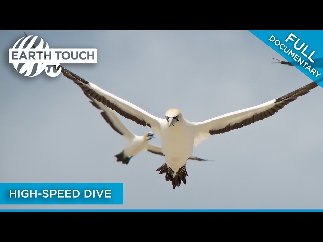 Nature's Dive Bombers – Gannets are the Ocean's Superheroes | Full Documentary