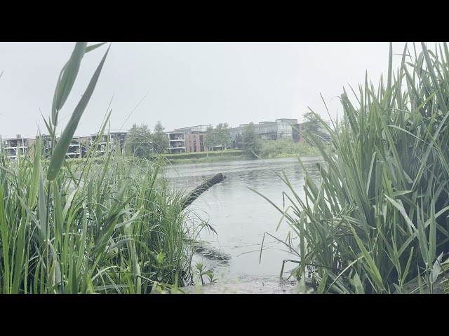 10 hour Light rain lake #0020 sounds for deep sleep relax