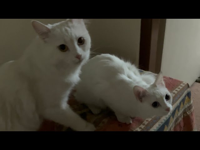 White Cats Keep SPAWNING Out Of Nowhere