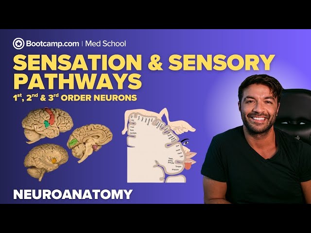 Overview of Sensation & Sensory Pathways | 1st, 2nd & 3rd Order Neurons Explained