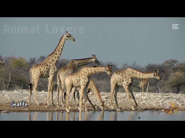 Explore Africa’s Wildlife: Funny and Fascinating Facts About 30 Animals