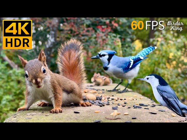 КОШКА ТВ 😺 Безграничные птицы и белки 🐿 8 часов 4K HDR 60FPS