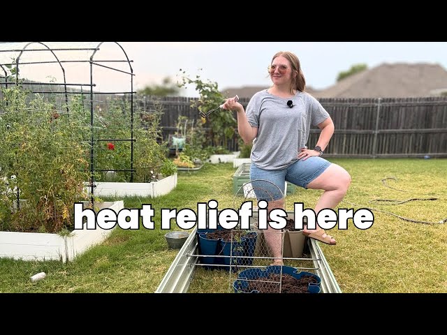 Preparing the garden for a late August cold front - Oklahoma zone 7B