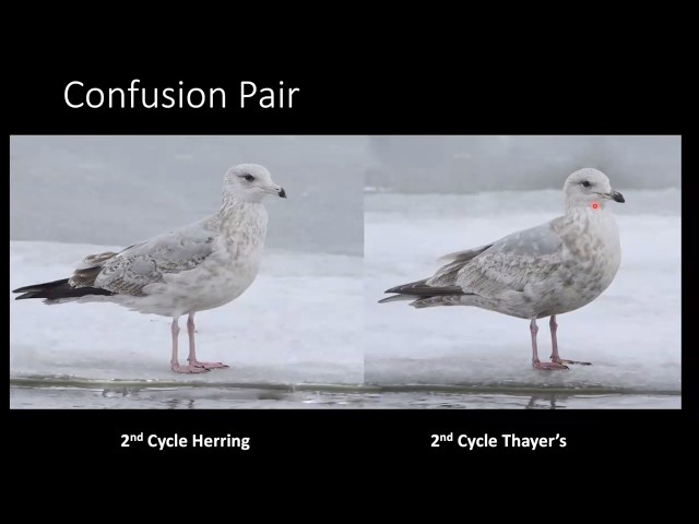 Rethinking Gull Identification with Amar Ayyash