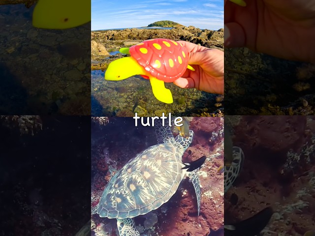 Sea Animal Names for Kids | Toy Learning Fun by the Island: Turtle Octopus Lobster Oyster