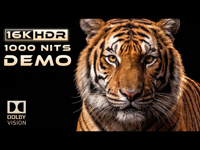 Is This the Most Realistic 16K HDR  Video on YouTube?