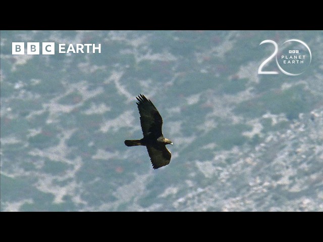 Golden Eagles vs Demoiselle Cranes | 20 Years of Planet Earth | BBC Earth