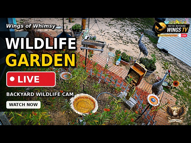 LIVE: Central Florida Butterfly Garden & Wildlife Cam | Birds, Sandhill Cranes & Backyard Nature