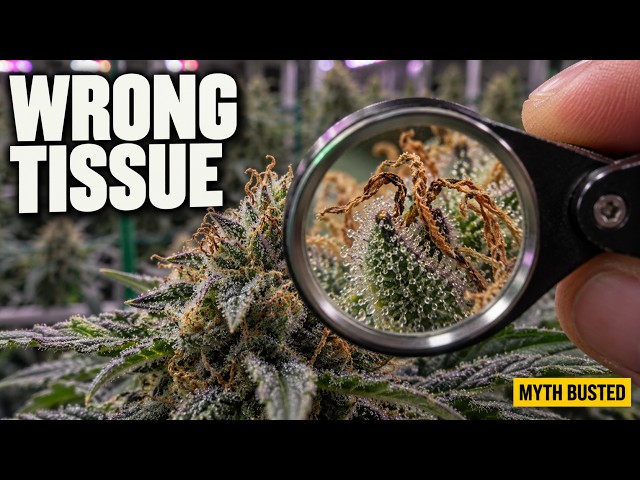 Stop Harvesting by Pistil Color (Read the Calyx Instead)