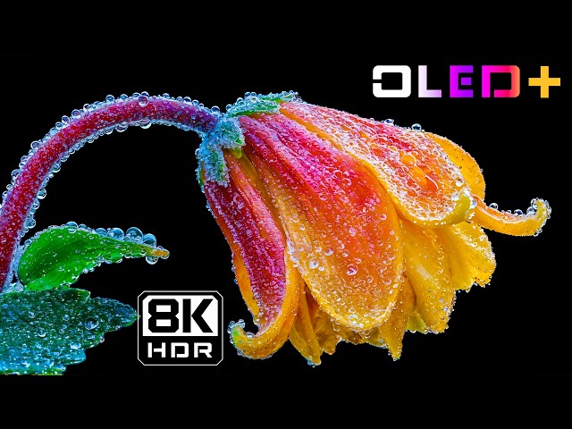 Colorful Floral Wonderland – Stunning OLED 8K HDR Showcase