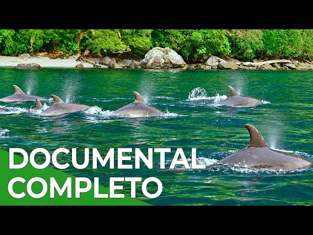 White Island: Wildlife on New Zealand’s Most Active Volcano | Full Documentary