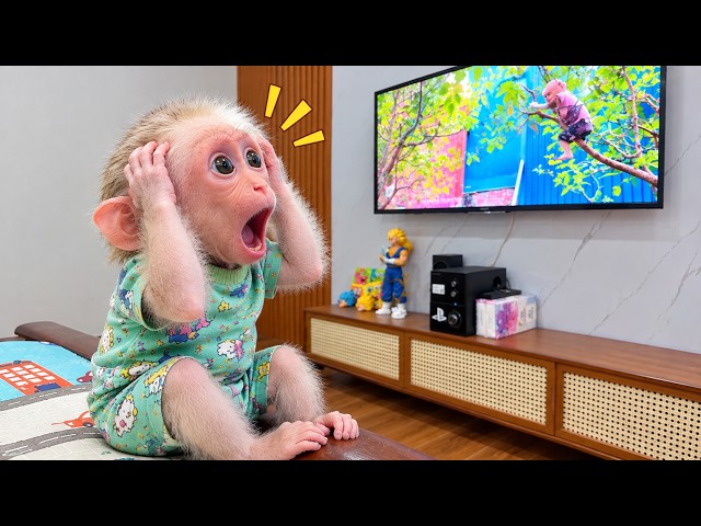 Super Funny! Bobo's Adorable Reaction to Watching TV for the First Time!