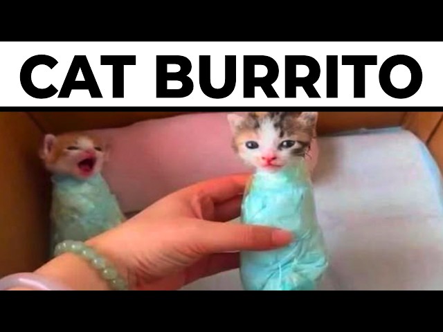 Silly Cat Memes