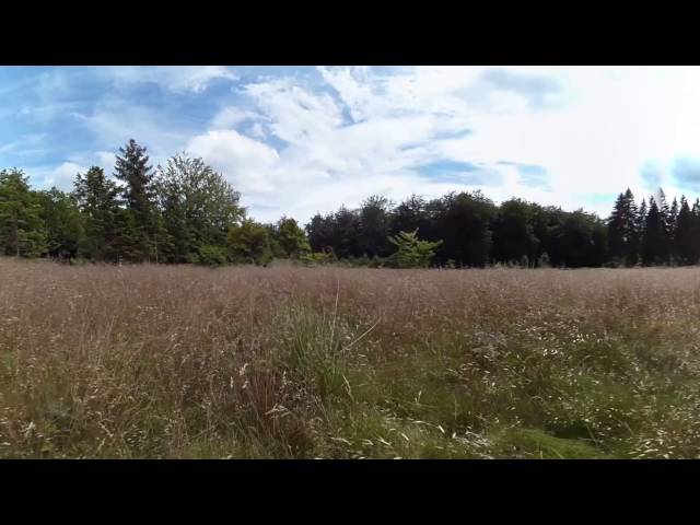 Impressionen von einem Hangmoor im Nationalpark Hunsrück-Hochwald - 360° VR by uSphere