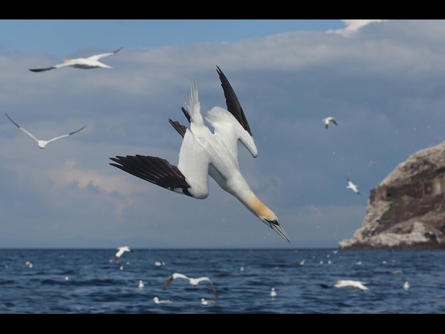 The Gannets Of Bass Rock - The Largest Gannet Colony In The World & Their Relationship With Dolphins