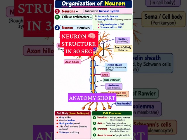 Neuron Structure 🧠 | Organization of Neuron | Anatomy Short #Shorts