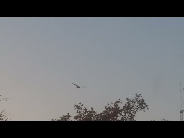 Small Contrail In The Distance Over The Tree Tops