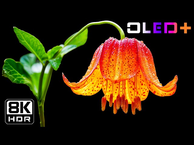Ultra Realistic Flowers in HDR | Stunning 16K HDR 60FPS Dolby Vision | 4K/8K TV Demo