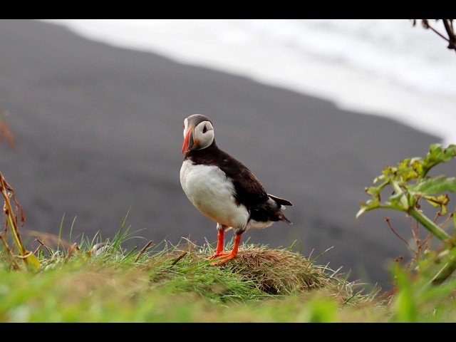Islandia 2026