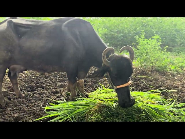 Free Village Nature Footage | Plants, Flowers & Fruits | Creative Commons Part - 6