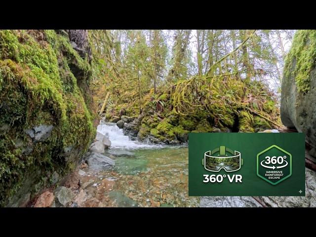 Sit by a Rainforest Stream: 360 VR Immersive Meditation & Calm Music