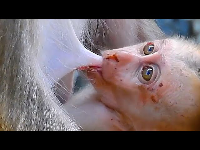 Best Monkey Moments, Baby Monkey Get Milk Enough, Natural Life Monkey Wildlife BBC Earth & Nat Geo