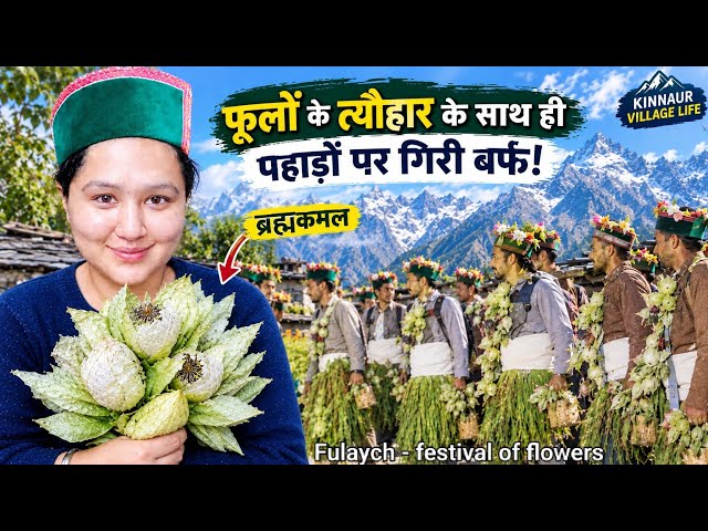|| Fulyach Flower Festival & First Snowfall in Kinnaur! || Brahma Kamal in the Mountains||