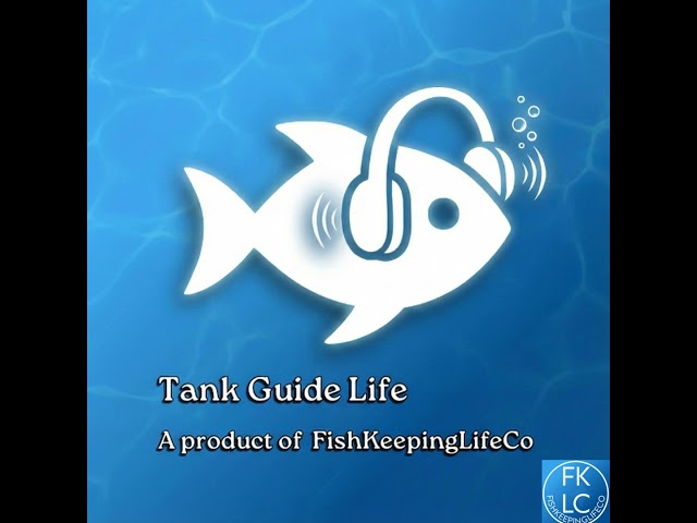 Is My Aquarium Overstocked? The "Add More Fish" Paradox