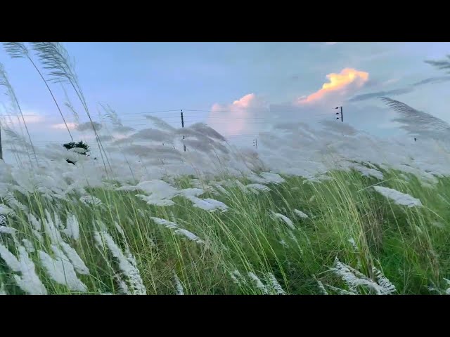 Beautiful Wild Sugarcane with Sky in Nature | Royalty free stock video footage - No copyright | 4K