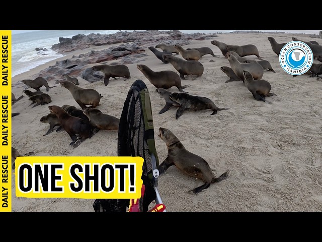 One Shot to Save Him in a Sea of Seals