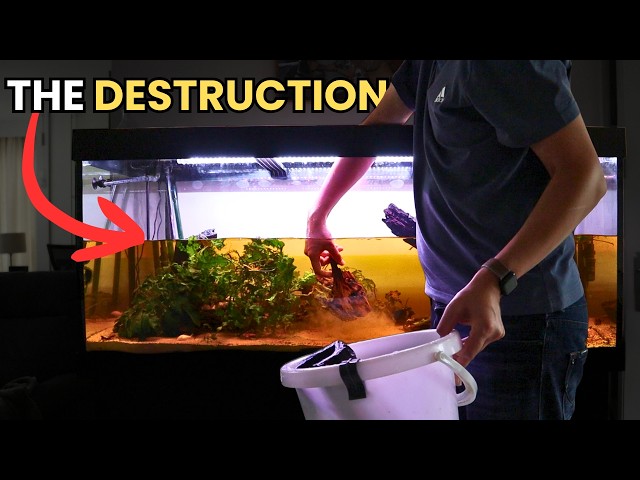 The ULTIMATE Jungle AQUARIUM! | Juwel Rio 450 Aquascape [EP.1]