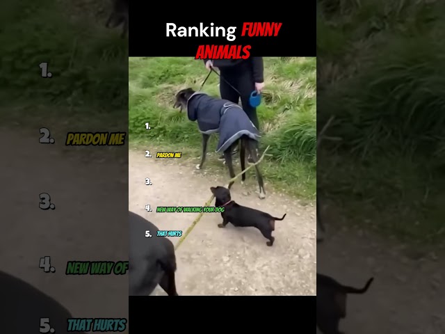 Funny Animals Part Snoopy! #ranking #shorts #funny #animals