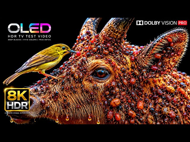 Incredible Detail & Color in | 8K HDR Dolby Vision 60FPS | 4K Video/8K Video ULTRA HD TV