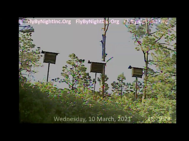 FBN Live BatCam