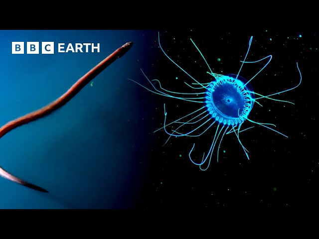 Mysterious Underwater Creatures | BBC Earth