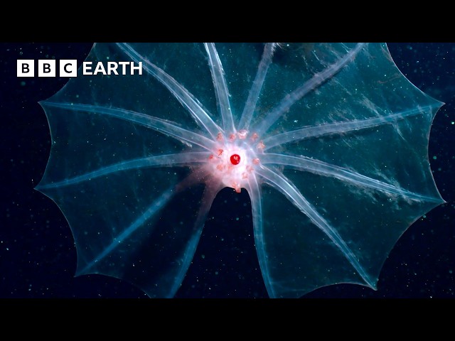 Extraordinary Wildlife Scenes Narrated By David Attenborough | BBC Earth | BBC Studios
