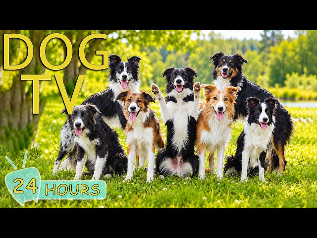 DOG TV: Videos to Prevent Boredom & Keep Dogs Entertained All Day - Calming Music for Dogs